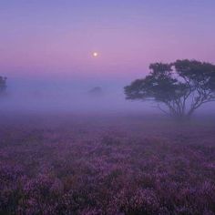 the sun is setting over a foggy field with trees and lavender flowers in the foreground