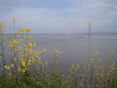 yellow flowers are growing in the foreground, with a bridge in the background