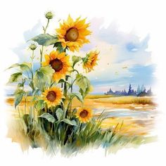 the sunflowers are blooming in the field by the water's edge