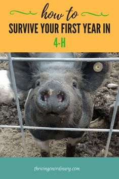 a pig sticking its head through a fence with the words how to survive your first year in 4 h