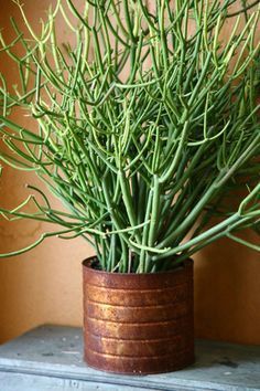 a potted plant sitting on top of a table