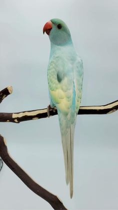 a blue and green bird sitting on top of a tree branch in front of a cloudy sky