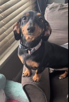 a small black and brown dog sitting on top of a couch next to a window