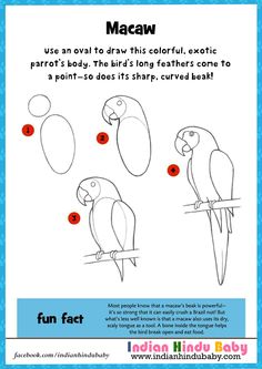 how to draw a macaw step by step instructions for kids with pictures and instructions