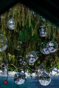 several disco balls hanging from a tree filled with green leaves and mossy branches in front of a dark background