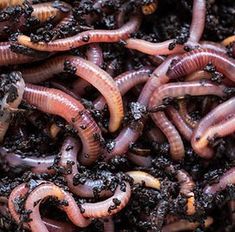 worms are gathered together in the dirt