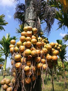 a bunch of coconuts hanging from a tree in a field next to palm trees