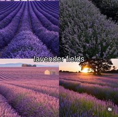 lavender fields with the sun setting behind them and trees in the foreground that are purple