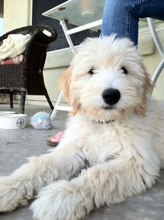 a white dog laying on the ground next to a person's legs and chair