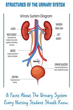 the urinary system is an organ that has been divided into two sections and labeled in