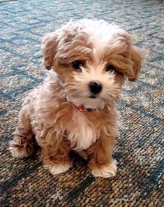 a small brown dog sitting on top of a carpet