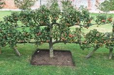 an apple tree with fruit growing on it in the grass next to a brick wall