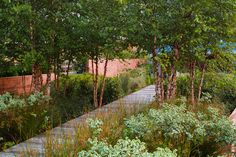 a wooden walkway surrounded by trees and plants