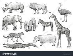 the african animals are drawn by hand in black and white, including an elephant, giraffe, zebra, hippopota