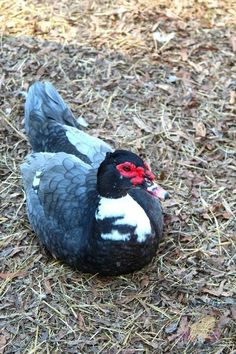 a black and white bird with a red bow on it's head sitting in the grass