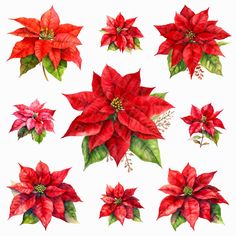 watercolor poinsettis on white background