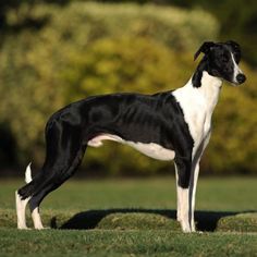 a black and white dog standing in the grass