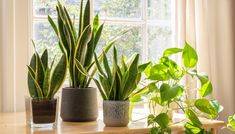 three potted plants sit on a window sill