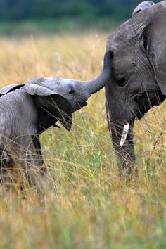 an adult elephant and baby elephant standing in the tall grass with their trunks touching each other