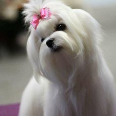 a small white dog with a pink bow on it's head