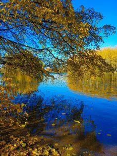 trees are reflected in the still water of a lake surrounded by yellow and green leaves