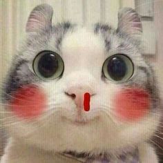 a cat with red marks on its face