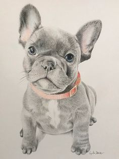 a pencil drawing of a small dog wearing a collar