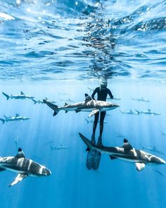 a man standing in the water surrounded by sharks