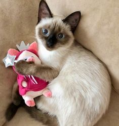 a siamese cat is holding a stuffed animal