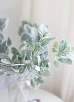 a glass vase filled with green leaves on top of a table