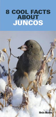 a bird sitting on top of snow covered ground with the words 8 cool fact's about junoos