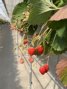 strawberries are growing on the vine in a greenhouse