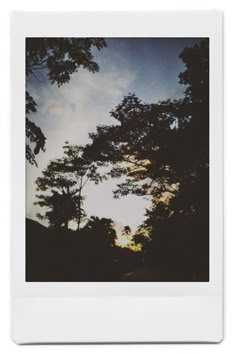 an image of the sky and trees taken from ground level with polaroid style film