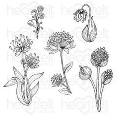 four different flowers and leaves drawn in ink with the words heftel nettle