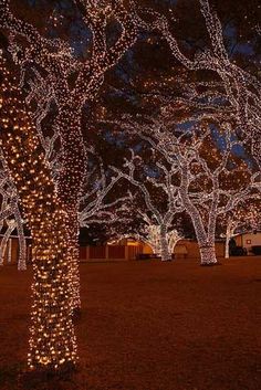 trees covered in christmas lights at night with no leaves on them and one tree standing tall