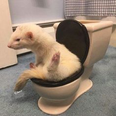 a ferret sitting on top of a toilet seat in a room with blue carpet