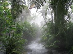 a river running through a lush green forest filled with lots of trees and plants on a foggy day