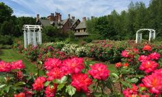 pink flowers are blooming in front of a large house with white arbors on either side