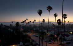 palm trees line the street in front of a sunset