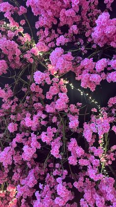 pink flowers are blooming in the night sky