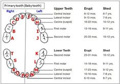 Tooth Eruption Chart, Dental Charting, Teething Chart, Teeth Eruption