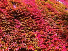 red and green plants growing on the side of a building in autumn time with bright colors