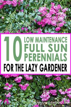 pink flowers with the words 10 low maintenance full sun perennials for the lazy gardener