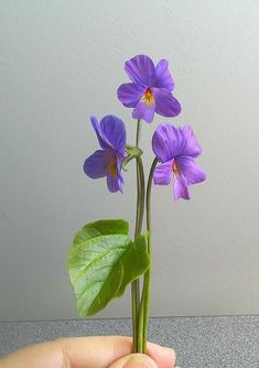 a hand holding a purple flower with green leaves