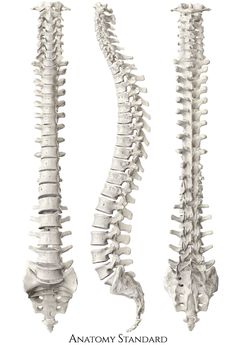 three views of the back and side of a human skeleton