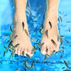 For centuries, Garra rufa fish, also known as doctor fish, have been used to remove dead skin from the hands and feet. Experience this fun and unique treatment with this Fishy Kisses Pedicure for Two!

Upon arrival, you’ll be welcomed into a calming and stress-free environment. A professional wellness technician will guide you to a comfortable lounge chair where you’ll sit and place your feet into a sanitized and filtered foot spa. You’ll be delighted as countless Garra rufa fi Fish Pedicure, Toenail Problems, Spa Pedicure, Hips Dips, Foot Spa, Spa Experience, Skin Care Treatments, Summer Beauty, Spa Treatments