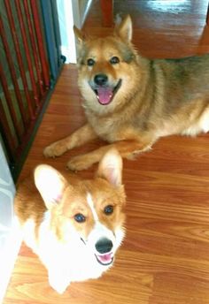 The Daily Corgi: A Baker's Dozen of Corgi Smiles!