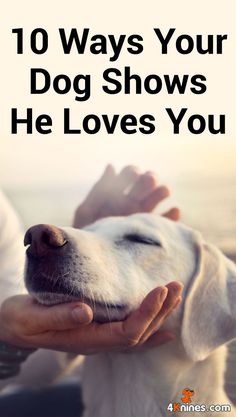 a person holding a white dog with the words 10 ways your dog shows he loves you