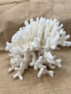 a white coral sitting on top of a bed