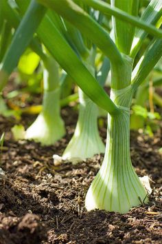 green onions growing in dirt with the caption on it